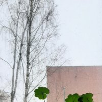 За окном - февраль... :: Наталья Герасимова