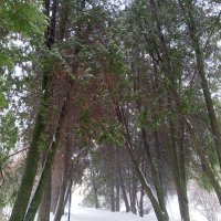 Зима :: Сапсан 