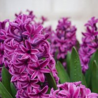 "Репетиция весны" в Аптекарском огороде :: Ольга "Репетиция весны" в Аптекарском огороде :: Ольга