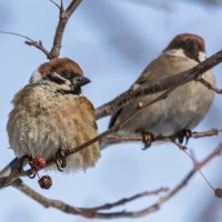 *** :: Виктор Иванович Чернюк
