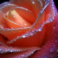 Роза :: Victoria 