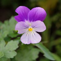 Меченая. :: сергей ермошкин