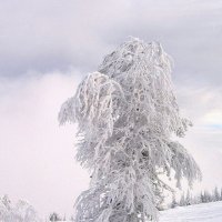 Природа Шерегеша :: Галина Нестратова Природа Шерегеша :: Галина Нестратова