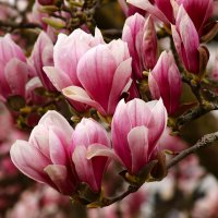 Доброе утро :: Юрий. Шмаков Доброе утро :: Юрий. Шмаков