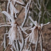 Иней на ветках дерева :: Мариша 