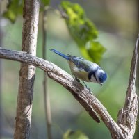 лазоревка :: юрий макаров