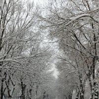 Аллея после снегопада . :: Мила Бовкун Аллея после снегопада . :: Мила Бовкун