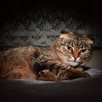 *** :: Владислав Левашов