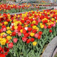 ТЮЛЬПАНОВАЯ ВЕСНА :: Валентина ТЮЛЬПАНОВАЯ ВЕСНА :: Валентина