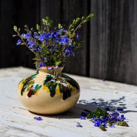 Вероника  дубравная :: Владимир Гришин