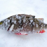 Окунь из Днепра :: Милешкин Владимир Алексеевич Окунь из Днепра :: Милешкин Владимир Алексеевич