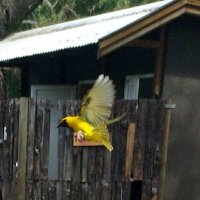 Птичка в полёте :: Игорь Матвеев 