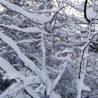 Снег, снежок... :: Рита Симонова