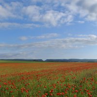 Природа Крыма :: Amazing Cosmea