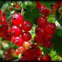 Красная смородина :: Наталья *** Красная смородина :: Наталья ***