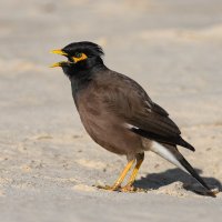 Обыкновенная майна :: Александр Григорьев