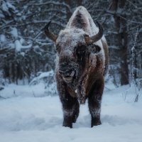 Знакомьтесь, Джо Браун, или Коричневый Ваня Калужский :: Дмитрий Шишкин Знакомьтесь, Джо Браун, или Коричневый Ваня Калужский :: Дмитрий Шишкин