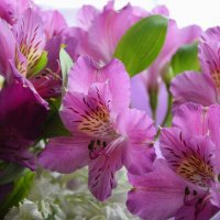 *** :: Надежда Куркина 