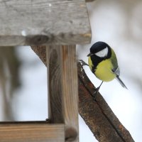 Большая синица :: Ninell Nikitina