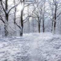 Белоснежная зима :: Наталья Лакомова