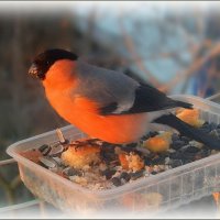 Снегирь на кормушке... :: Валентина Надсон