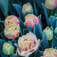 "Репетиия весны" в Аптекарском огороде :: Ольга 