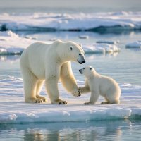 Белые медведи :: Елена Сухорученкова