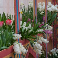 "Репетиция весны" в Аптекарском огороде :: Ольга 