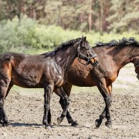 Лошади :: SanSan 