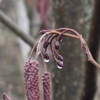 Деревья ожидают весны :: Мариша 