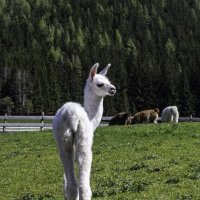 Альпака :: Игорь Сикорский