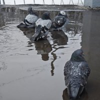 Практически наступила весна. :: Станислав Мутовин