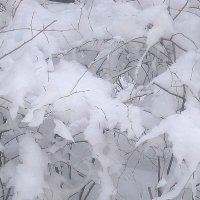 Снежной зимой :: Елена Семигина