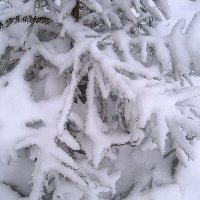 Снежной зимой :: Елена Семигина