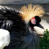 Коронованная особа. :: nadyasilyuk Вознюк