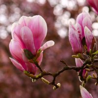 Доброе утро :: Юрий. Шмаков Доброе утро :: Юрий. Шмаков