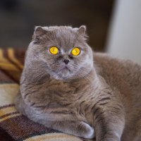 Хозяйка. С днëм кошек! :: Светлана Тихонина