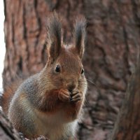 Какой такой павлин-мавлин? Не видишь, ми кюшаем... :: Александр Герасенков