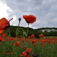 Природа Крыма :: Amazing Cosmea