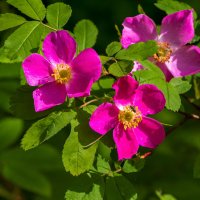 Цветения шиповника майского. Середина июня,окрестности Ухты :: Николай Зиновьев