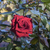 Бархатная  роза :: Валентин Семчишин