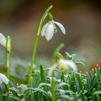 Весенний этюд. :: Lucy Schneider 