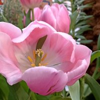 Репетиция весны :: Татьяна Тюменка