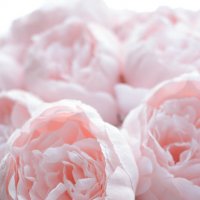 Пиончики :: Екатерина Василькова