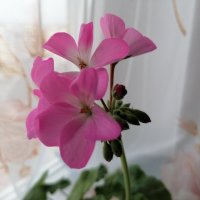 ,,, :: Сергей Тимоновский