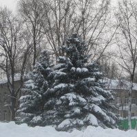 Снег упал на ветки елей :: Дмитрий Никитин