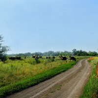 За околицей... :: Надежда Куркина 