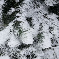 *** :: Екатерина Филипенко