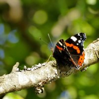 опять про бабочек...501 :: Александр Прокудин