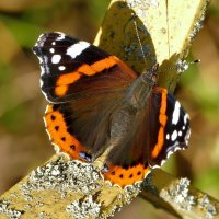 опять про бабочек...503 :: Александр Прокудин